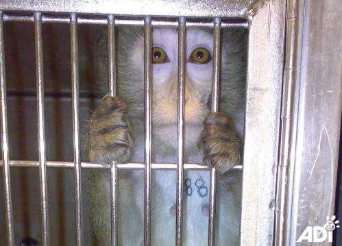 Goldie_macaque_cage03